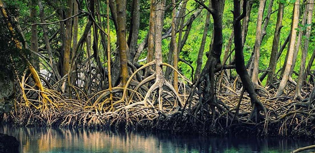 جنگل های حرا